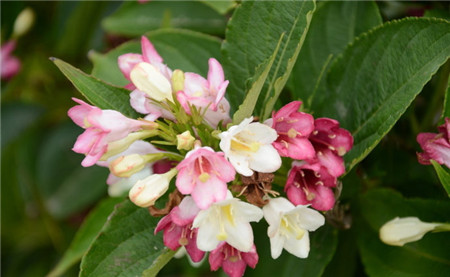 海仙花水分供应