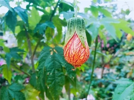 鲜花