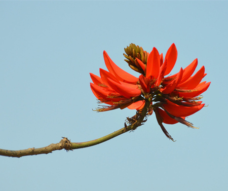 龙牙花有毒吗