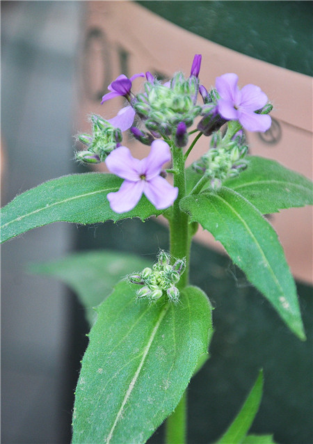 蓝香芥