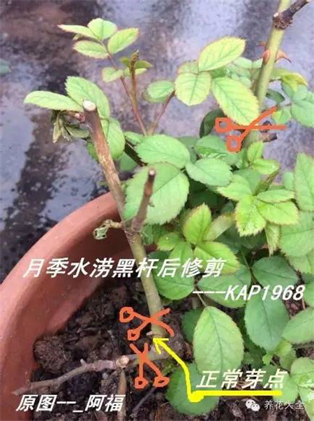 植株修剪