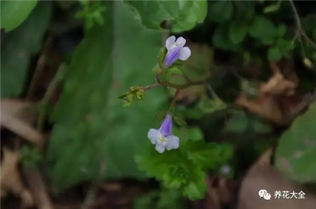 通泉草