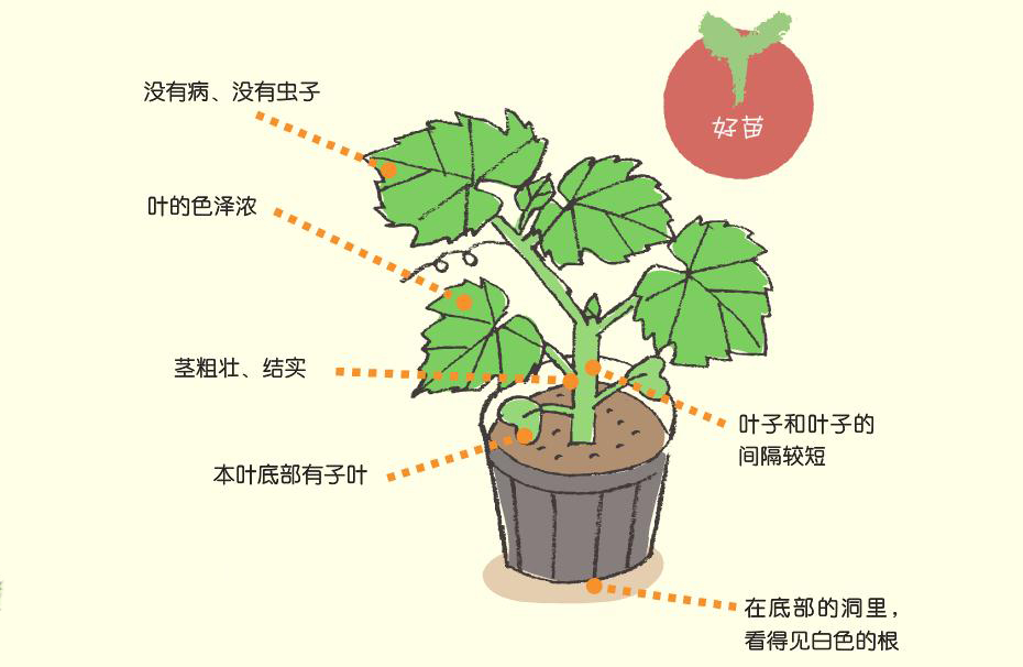 学会分辨好苗