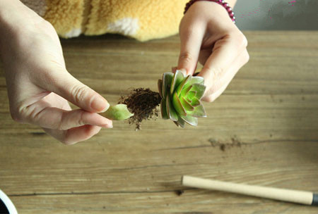 多肉植物拼盘盆景制作