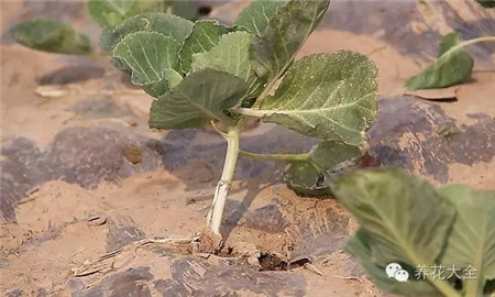 抱子甘蓝的种植