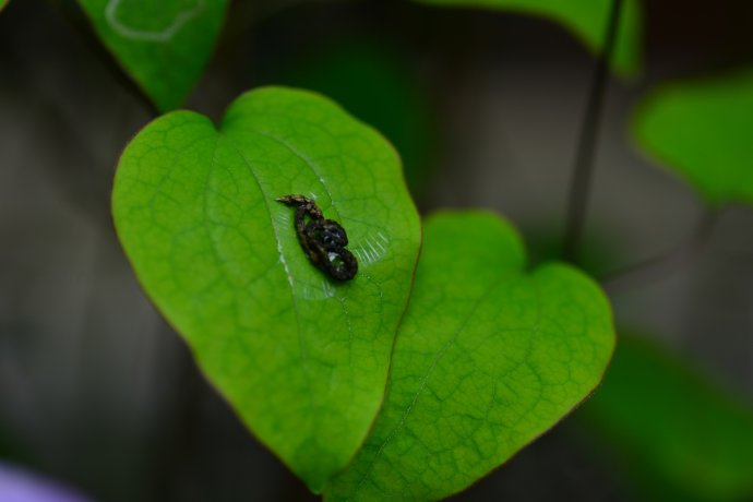 铁线莲虫害：毛虫