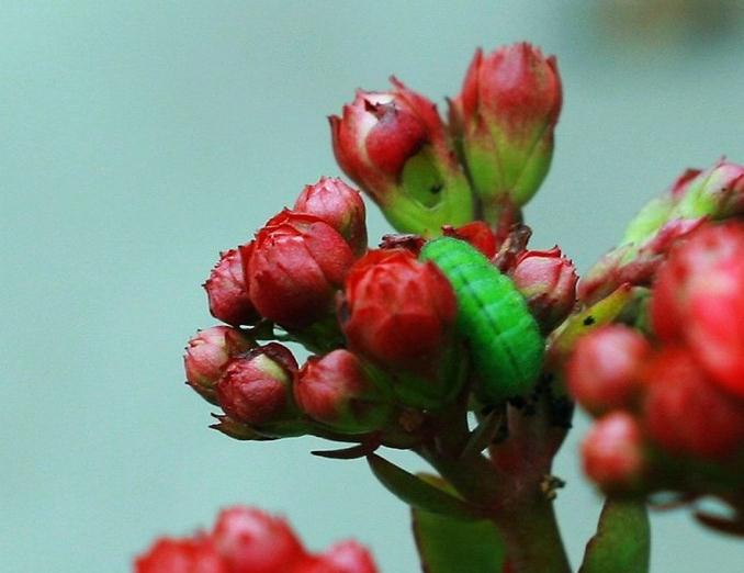 长寿花虫害：卷叶虫