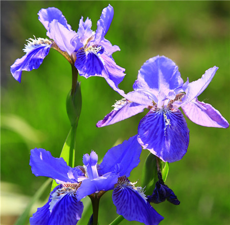 鸢尾白花病