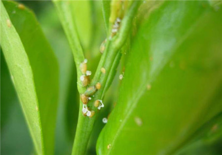 橄榄花常见虫害及防治方法