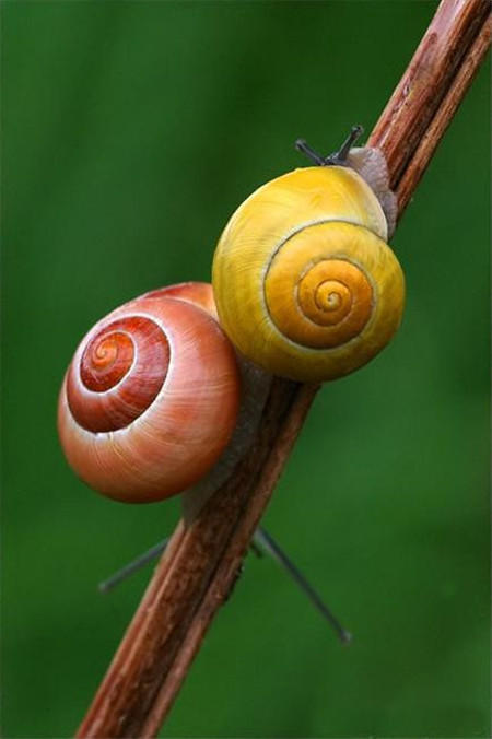 茉莉花常见虫害：蜗牛