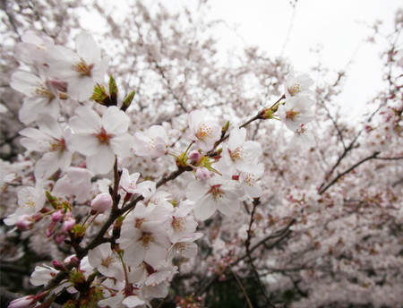 樱花蚜虫