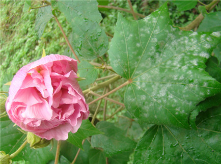 木芙蓉白粉病图