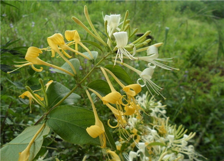 金银花枯萎换盆