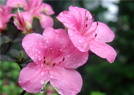 杜鹃花浇水不当