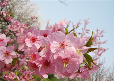 樱花树掉叶子是虫害影响