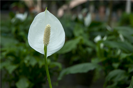 白掌花瓣变黑是换盆换土不当