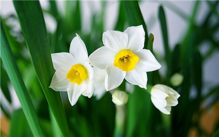 水仙花花蕾干枯是温度过低