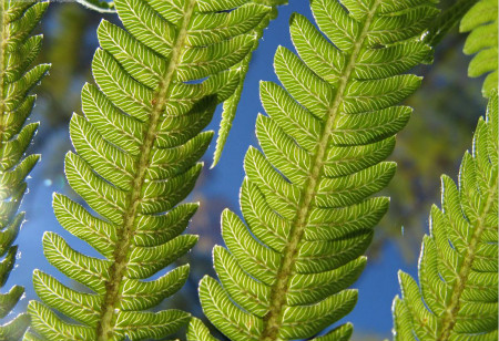 解决蕨类植物黄叶烂根的方法