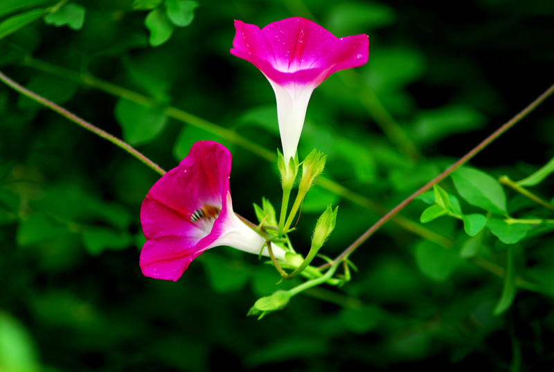 牵牛花图片