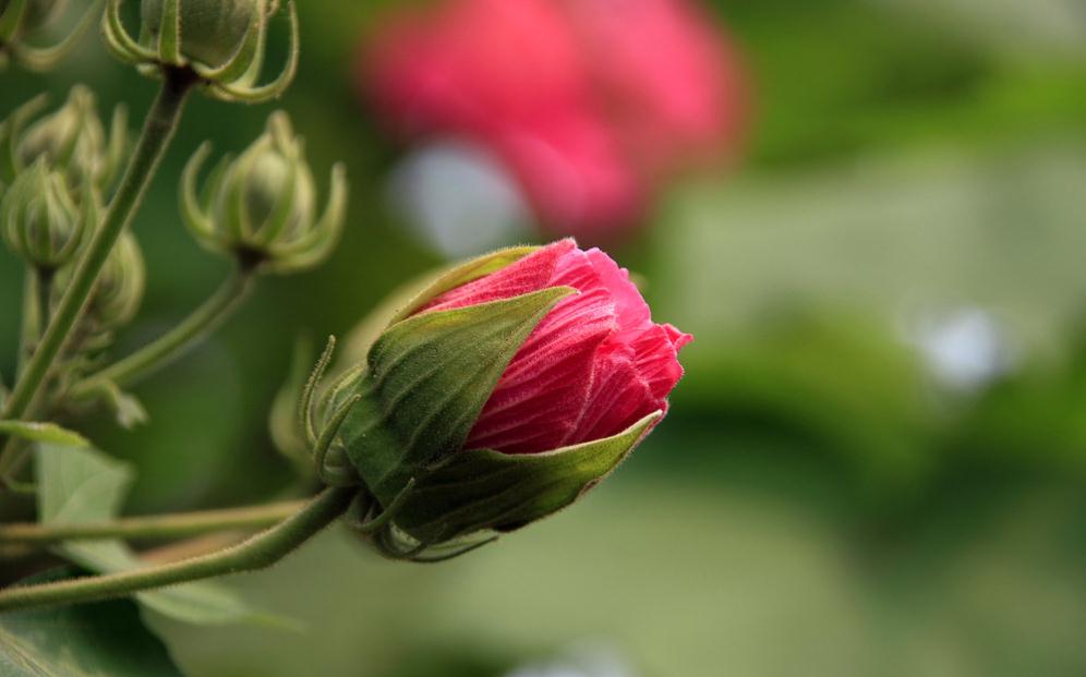 木芙蓉花精美图片欣赏