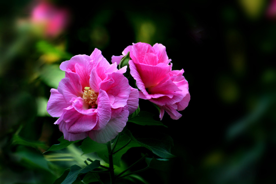 木芙蓉花图片