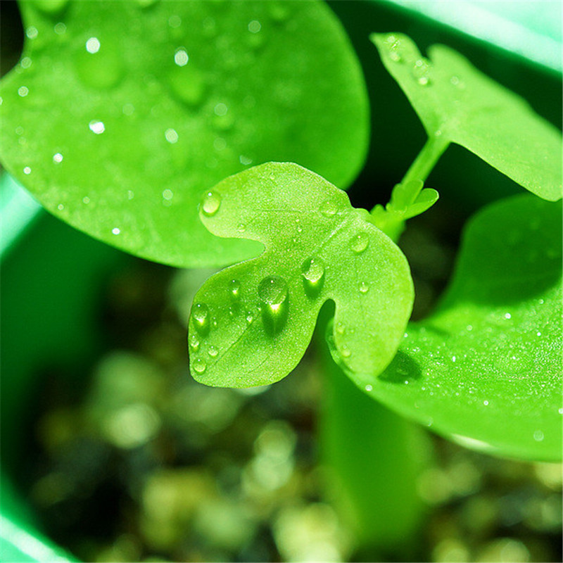 幻蝶蔓的年幼状态