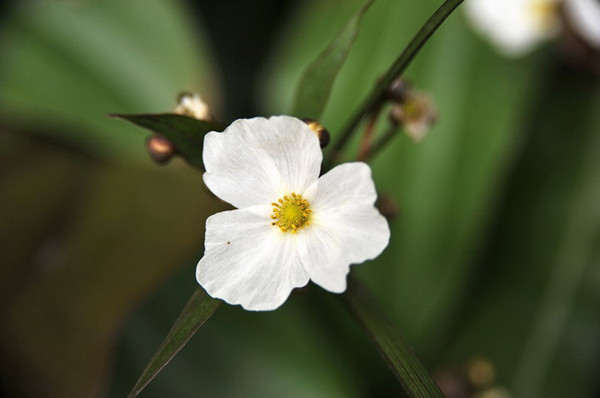 可以吃的茨菰