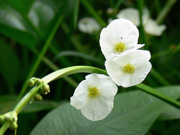 可以吃的茨菰