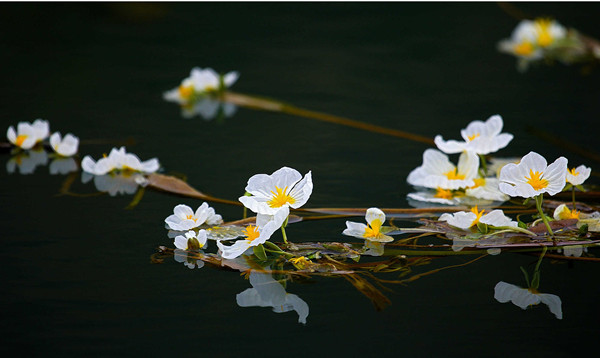 开花的靖西海菜花