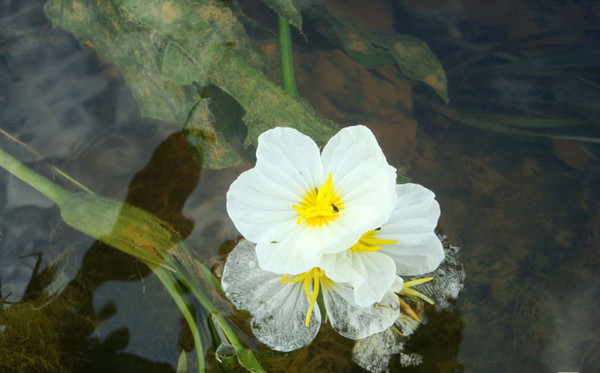 靖西海菜花