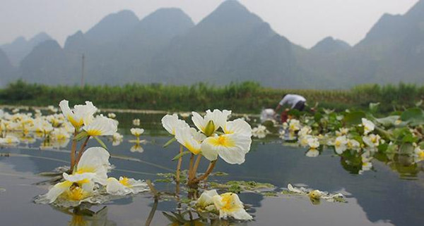 靖西海菜花