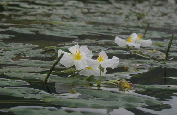 靖西海菜花