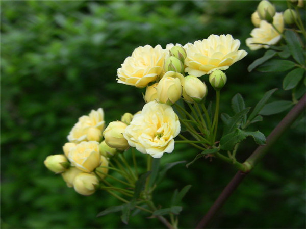 庭院中的黄色木香花