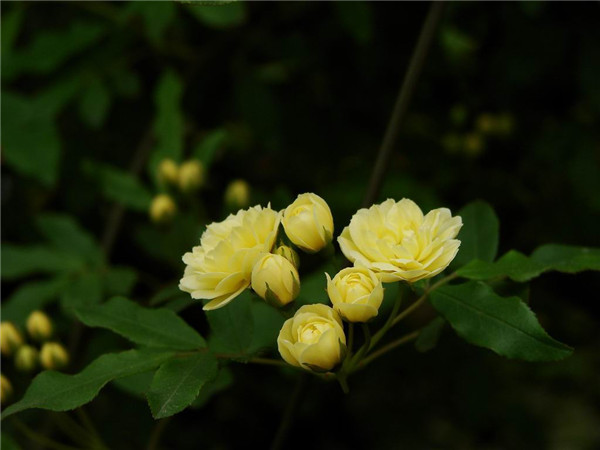 黄色木香花