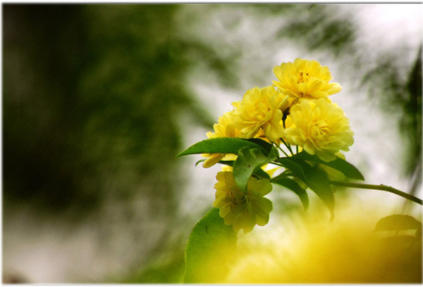 黄色木香花枝条