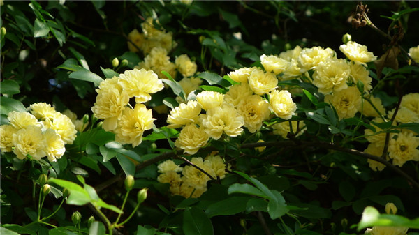 黄色木香花——宜小院，宜