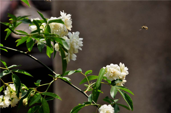 我家的白色木香花