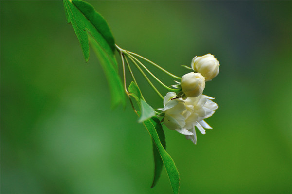 夜幕下白色木香花