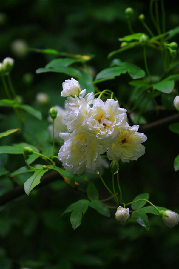 白色木香花图片