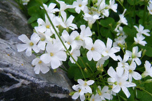 白花酢浆草