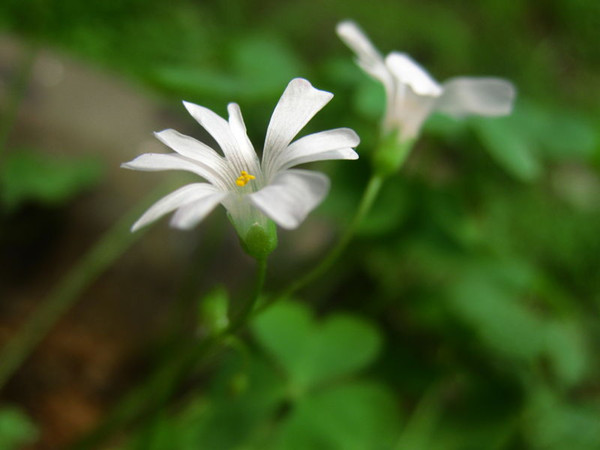 变异的白花酢浆草