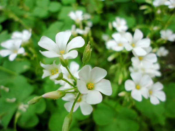 爱尔兰的白花酢浆草