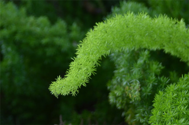 老虎尾巴根