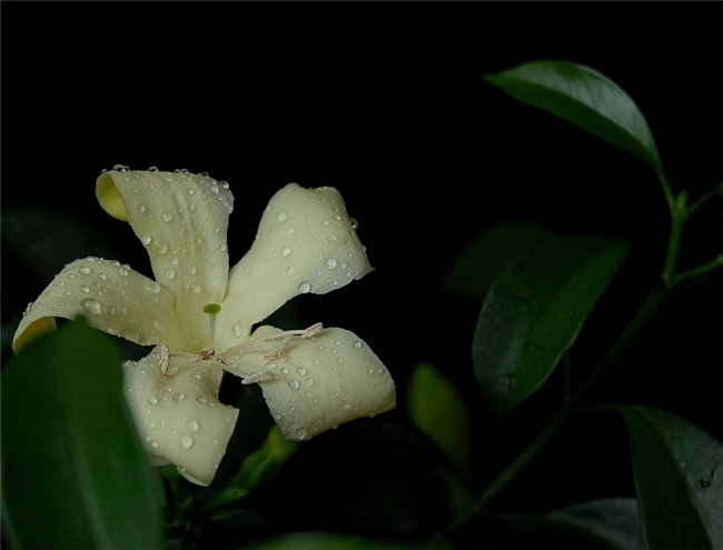 一朵非洲茉莉