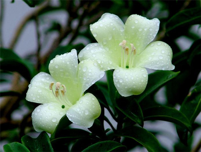 雨后非洲茉莉