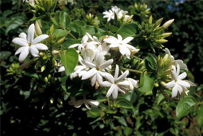 非洲茉莉开花