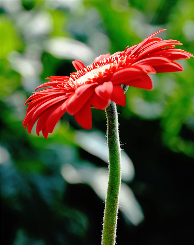 孤独非洲菊