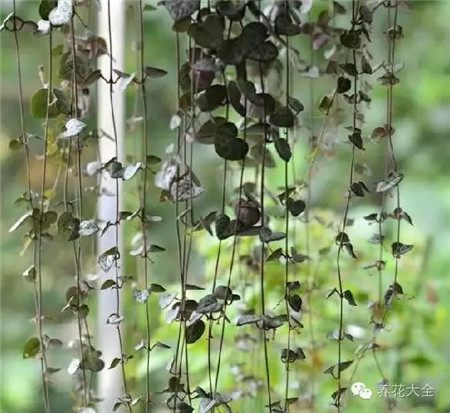 多肉植物窗帘——爱之蔓