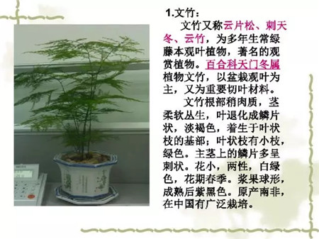 植物