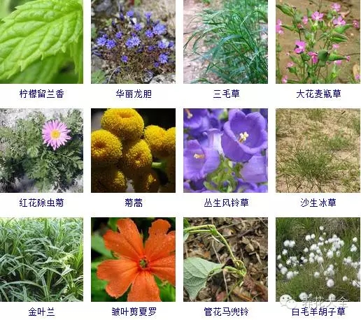 288种草本植物，没见过的赶紧收起来~